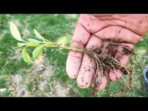 How To Propagate Pepino Melon From Cutting