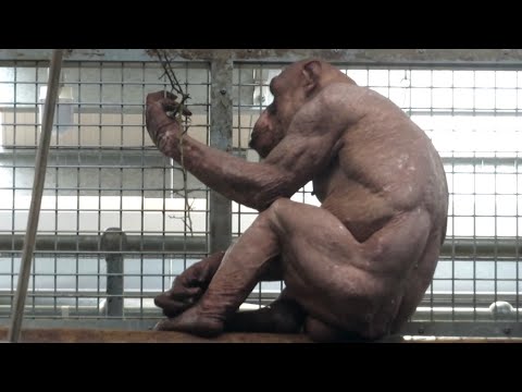 Hairless Chimp at Twycross Zoo - 19/03/24