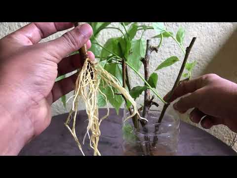 Easy Rooting Method for Mulberry Branches 100% Success Guide