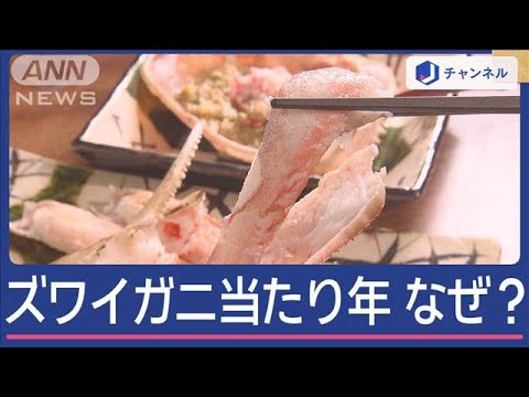 ズワイガニの季節到来　今年は「当たり年」の理由は“10年前”に【スーパーJチャンネル】(2024年11月13日)