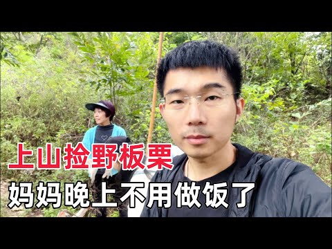 大陆农村野生板栗：免费的谁都可以捡，途中突然下雨，周围全是坟圈子，老婆被吓坏了