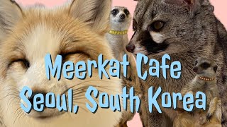 Have you ever heard of a Meerkat Cafe?! (Seoul, South Korea)