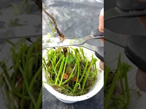 ( How to potting coin plant & care)