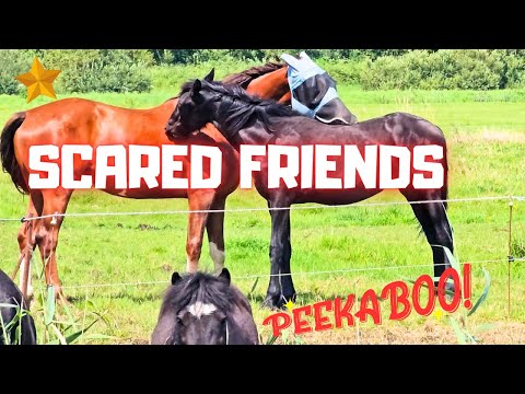 These friends are very afraid of something. Who escapes? | Friesian Horses