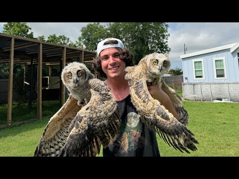 How to Catch and Cook Baby Owls (emotional)