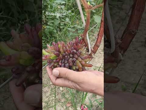 Witch Finger Grapes Harvesting #shorts  #grape #grapeharvest #homegarden #satisfying