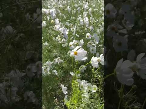 Cosmos Sensation #shorts #cosmos #flower #nature #shortvideo