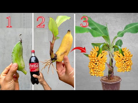 Summary of 3 extremely simple and super effective methods of propagating banana plants at home