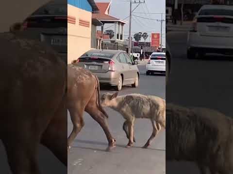 cuty baby buffalo #shorts