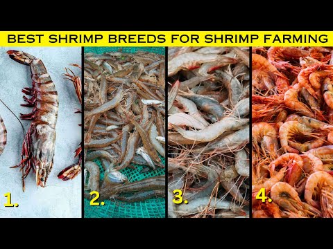 Highly Profitable SHRIMP Types for SHRIMP Farming Business (Shrimp Origin, Growth, Weight)