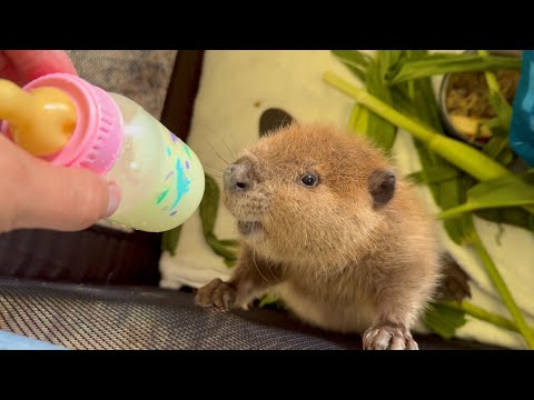 How to Raise Beavers for Meat