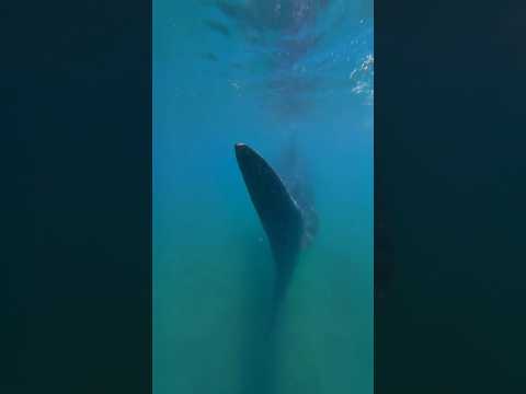 I swam with the WORLD’S BIGGEST fish!