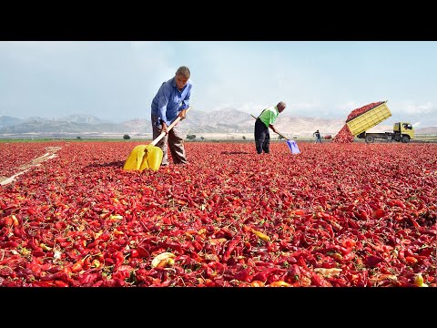 How They Harvest & Process Millions of Red Chilli Peppers by Hands