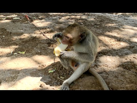 My cutie monkey is eating banana look so funny .