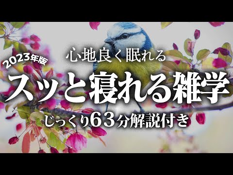 【睡眠導入】スッと寝れる雑学【リラックス】とても深い睡眠へ招待します♪