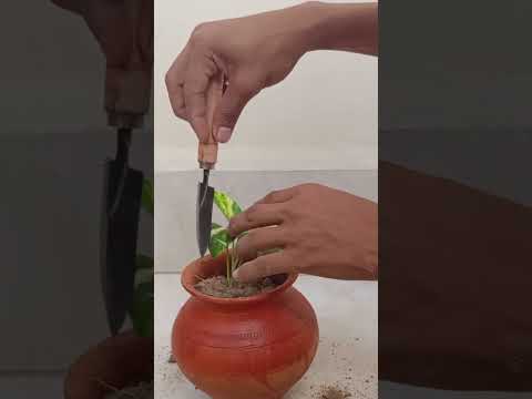 [How to propagate money plant porting ]