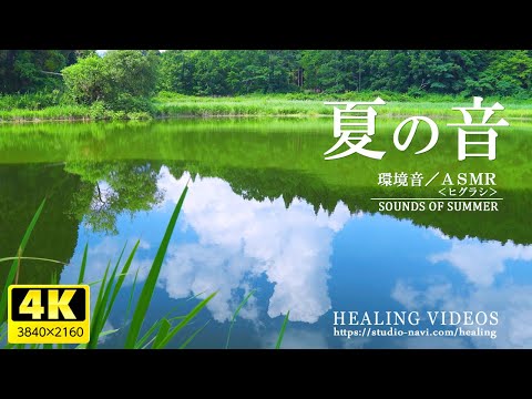 [Natural sound/ASMR] Summer in Japan "Higurashi" Vol.2 / Relaxing BGM for work, study, and sleep.