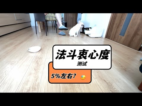 法斗 主人走后小法斗会想念主人吗？法斗衷心度测试 dog monitoring