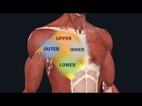 Can You Target Specific Areas Of A Muscle?