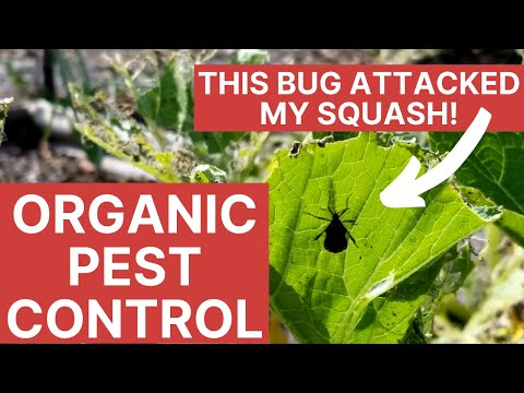 2 Organic Fixes For Bugs on Your Squash