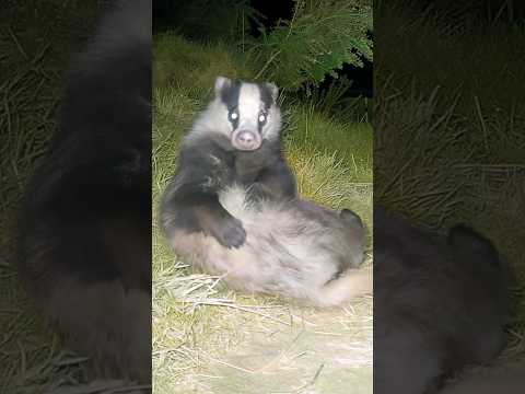 Funny Badger Gets Ready For a Date! 🦡 #funny #animals #shorts