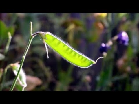 How to Save Sweet Pea Seeds