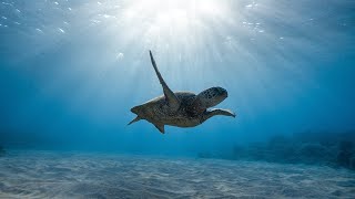 Giving Tuesday at Loggerhead Marinelife Center