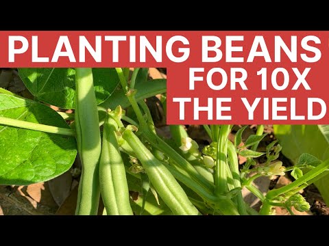 How To 10X Your Bean Harvest with 1 Simple Tip