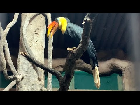 Sunda Wrinkled Hornbill at Chester Zoo - 03/12/23