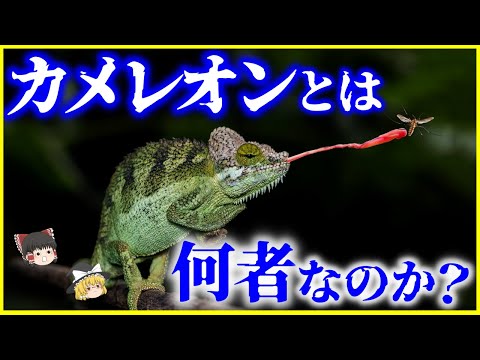 【ゆっくり解説】毎年数ヶ月間だけ絶滅してる…⁉️「カメレオン」とは何者なのか？を解説/身体の色を変えるのは色素ではない⁉️