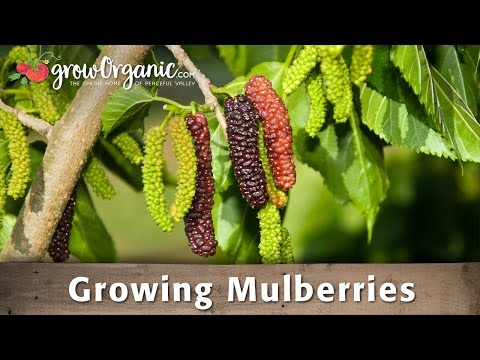 How to Grow Organic Mulberries From Bare Root