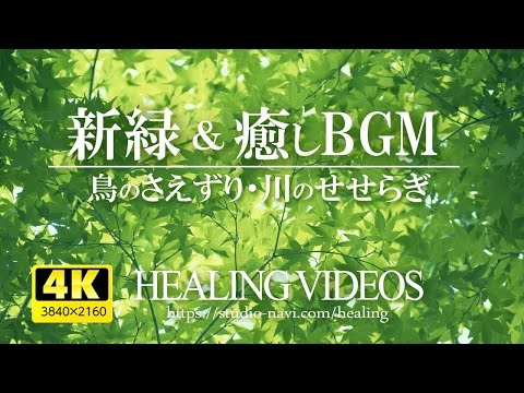 [4K] Healing BGM and refreshing fresh green (bird chirping, river babbling) VOL.2