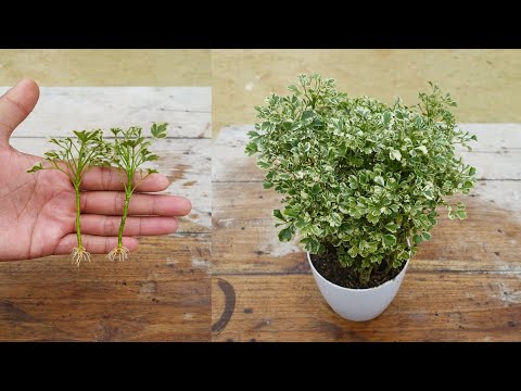 Simple method to grow Aralia plant | How to grow Aralia plant from cuttings