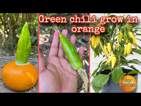 Green chilli grow in orange _ very helpful natural harmonies in toothpaste and aloe Vera gel