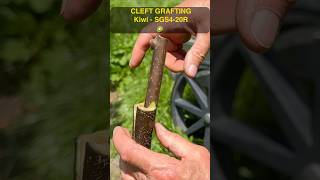 Cleft grafting kiwi 🥝 #grafting #treenursery #graftingtechnique