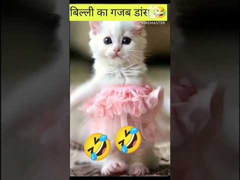 बिल्ली का गजब डांस 😂😂#shortviralvideo#funny#aicat#youtubeshort#🔥