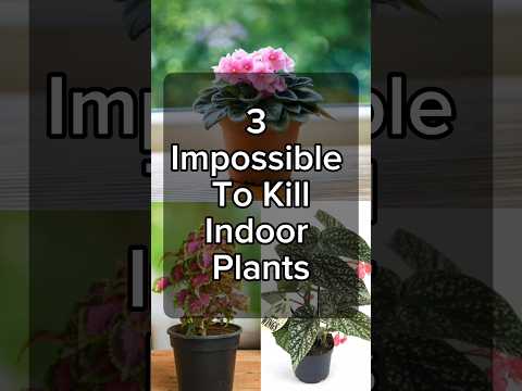 3 Impossible To Kill Indoor Plants. #plants #indoorplants #houseplants