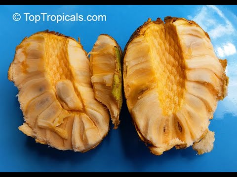 Golden Sugar Apple - Pineapple Annona