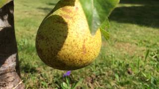 Grow Fruits - Pears Growing on Bonsai Pears Tree #pears #growfruits #worldgardeners #gardening