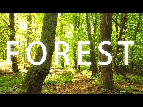 Birds Singing | Summer Day | European Forest | Relaxing Atmosphere