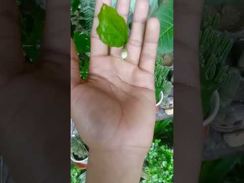 #plantlovers #garden #music #madhukamini #shorts--------@@@###