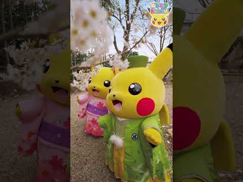 【ポケモン公式】ポケモン Shorts ～きものピカチュウ PART2〜