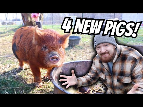 We Brought Home 4 NEW PIGS to the Small Farm