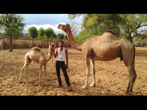 ऊँटनी का दूध निकालते  हुए
#fresh camel milk