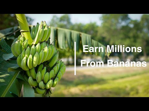 Million Dollar Bananas: From Planting to Profit (Complete Guide)