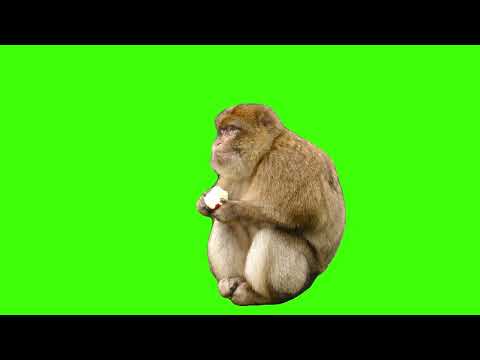 Monkey Green screen {Wednesday, 17 August 2022}