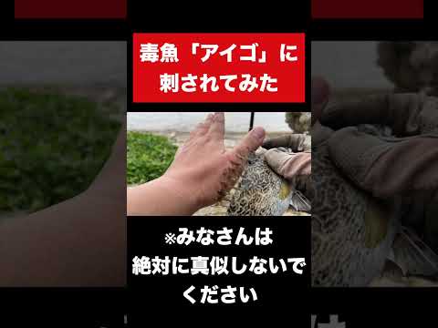 毒魚「アイゴ」に刺されるとこうなる