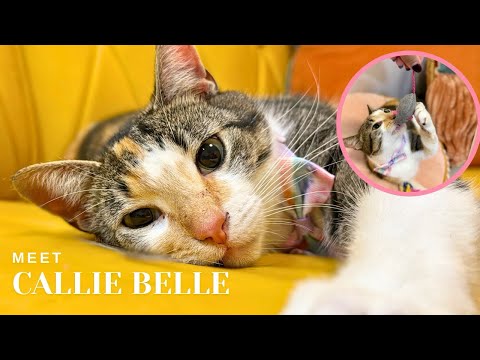 Meet confident and affectionate Callie Belle!