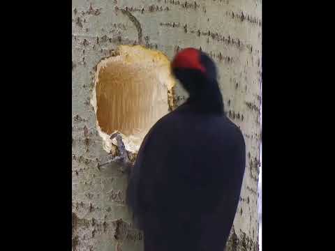 woodpeckers are beneficial birds