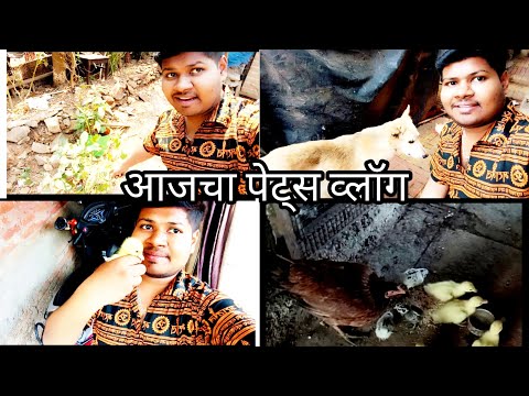 भरपुर दिवसानी आज व्लॉग बनवला कोंबडीने मस्कॉवी डक चे पिल काढले Pets Vlog